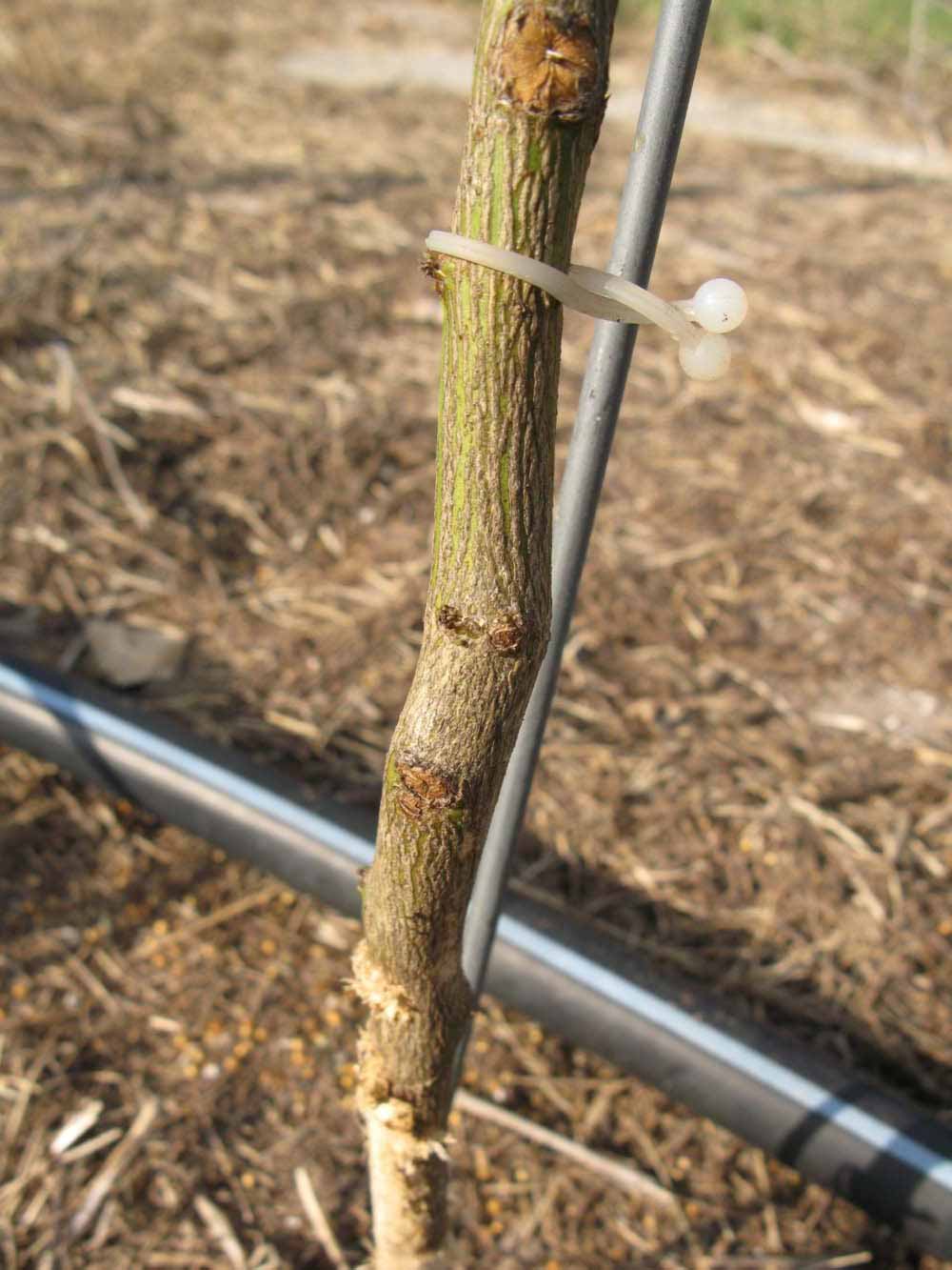              Bark (Winter Haven, FL)       